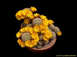 Sulcorebutia breviflora v. haseltonii L980 713